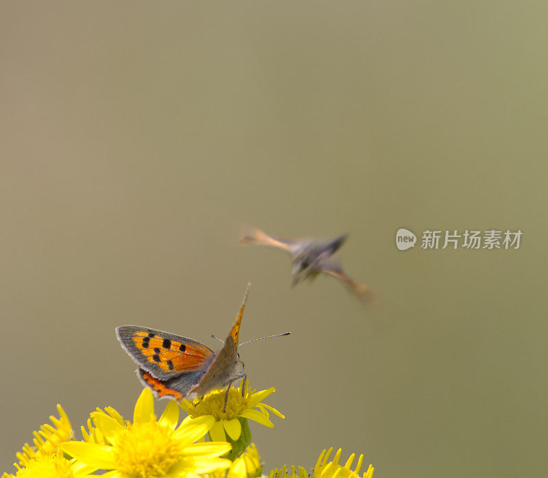 小铜蝶(Lycaena phlaeas)